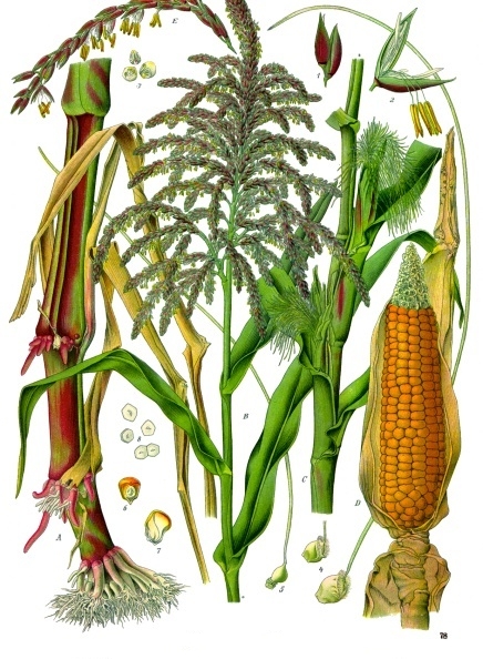 Columbian Exchange:  Dispersal of Maize