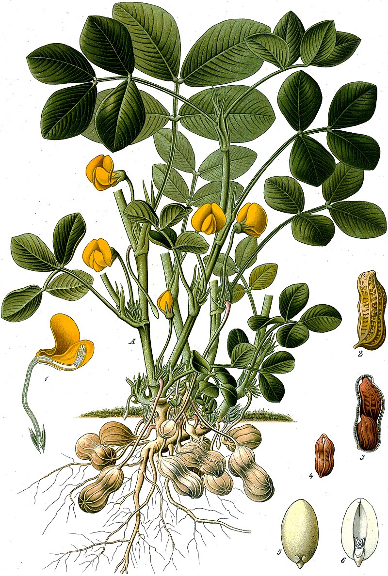 Columbian Exchange: The dispersal of the groundnut (peanut)