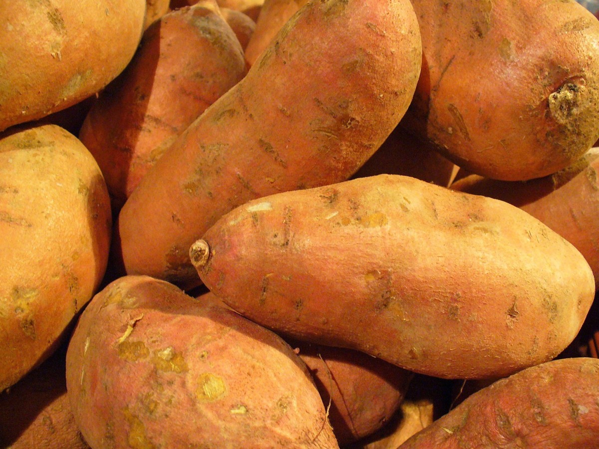 The Columbian Exchange: Dispersal of the Sweet Potato