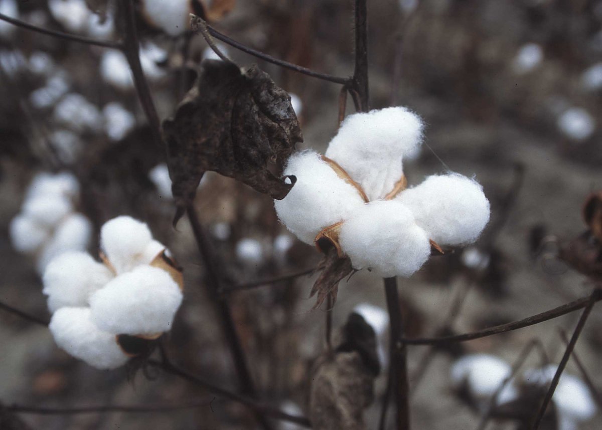 The Columbian Exchange: The dispersal of cotton